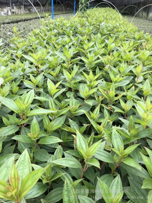 繁叶茂,叶片青翠嫩绿,产地自产自销巴西野牡丹工程苗】批发