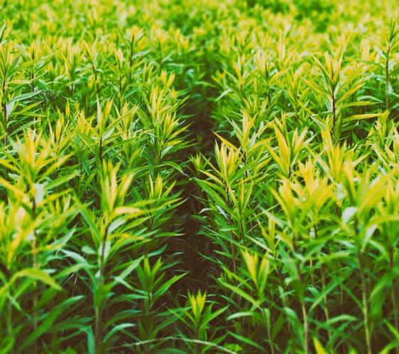 枝繁叶茂