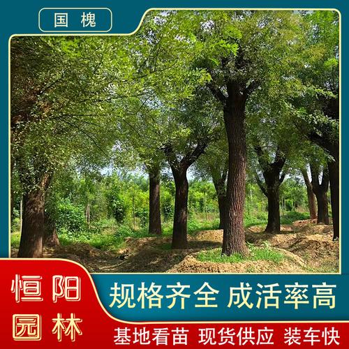 直销国槐枝繁叶茂优惠大