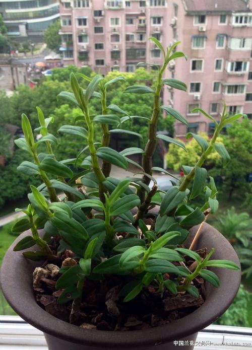 枝繁叶茂
