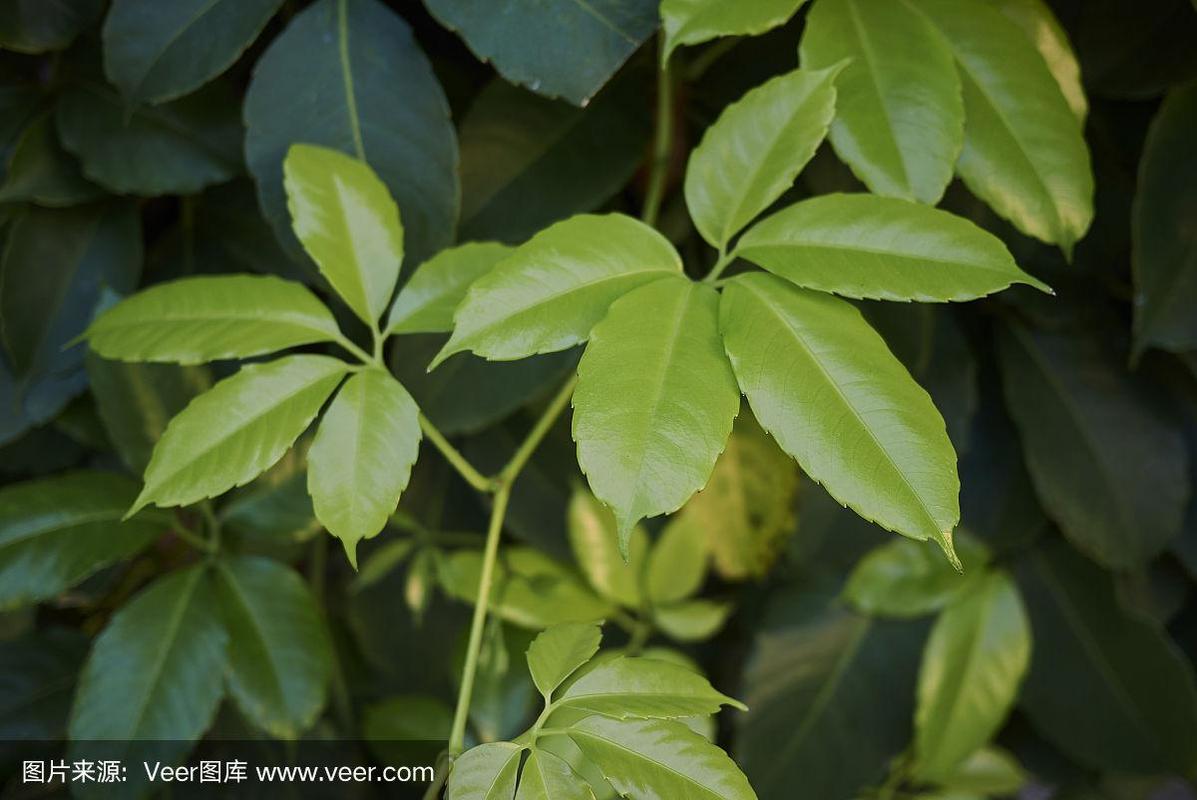 纹理效果,清新,环境,枝繁叶茂,有蔓植物