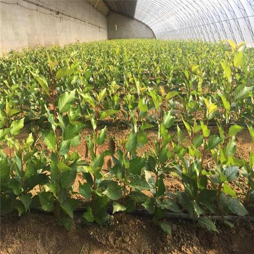 拉宾斯樱桃树苗供应枝繁叶茂美早樱桃苗炳田供应新品种樱桃苗