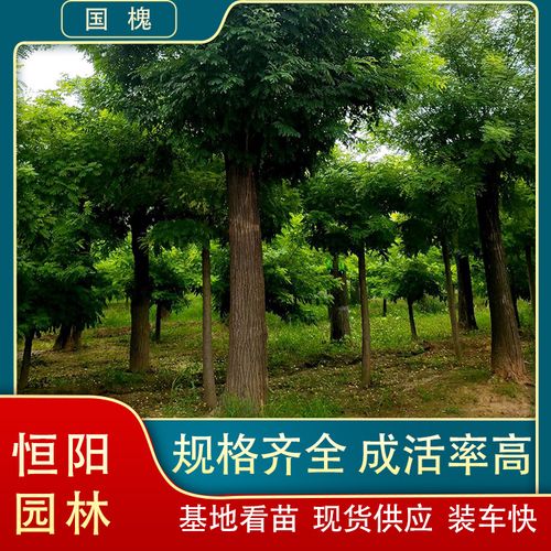 精品国槐 枝繁叶茂 价格便宜