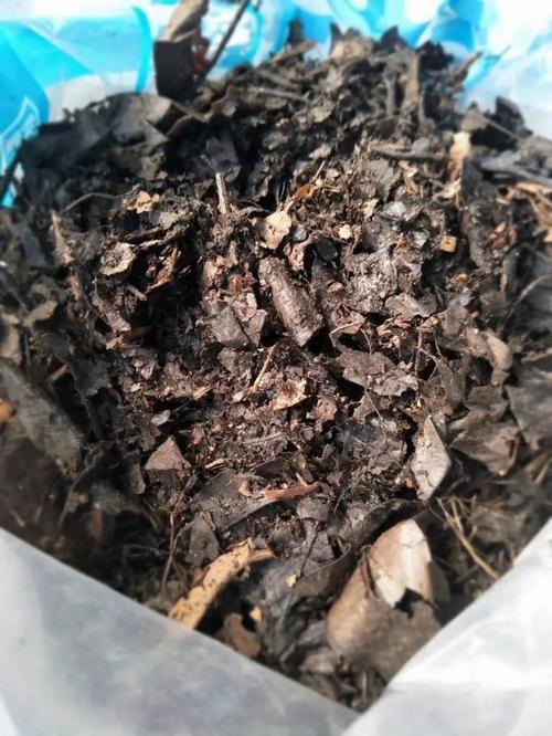 养花没有肥,用这3种料,轻松变成有机肥,花草长得壮,花繁叶茂