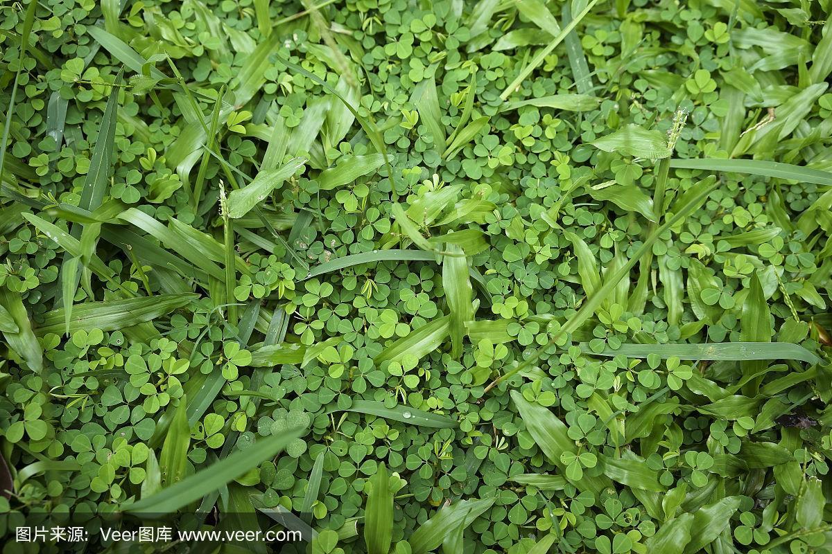 纹理效果,草,绿色,留白,枝繁叶茂