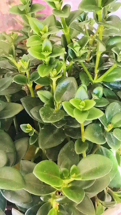 想让花期后的金鱼吊兰枝繁叶茂,我们这样来养护