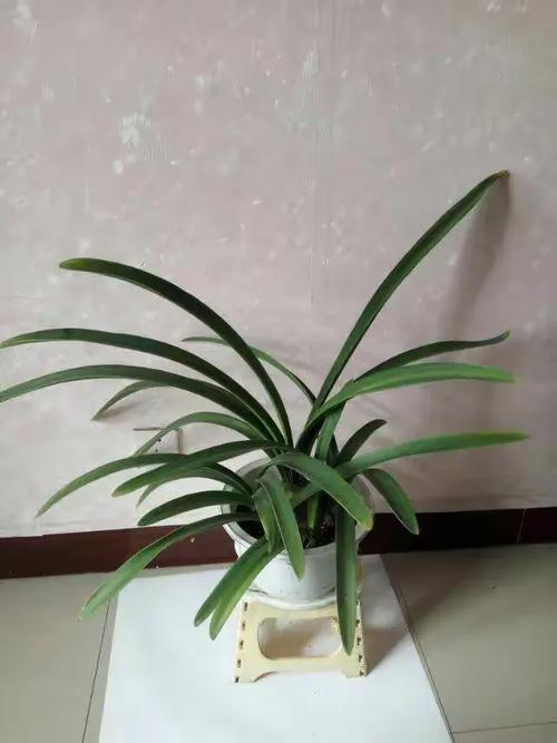枝繁叶茂 姹紫嫣红