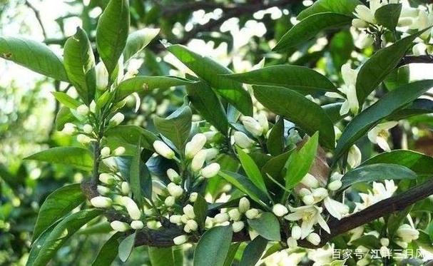 南乡子 叶茂花繁