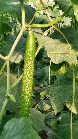 9.25号定植黄瓜,使用中荃生物酶肥,依然枝繁叶茂 #优质农产品